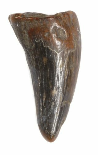 Plesiosaur Tooth - North Sulfur River, Texas #42472